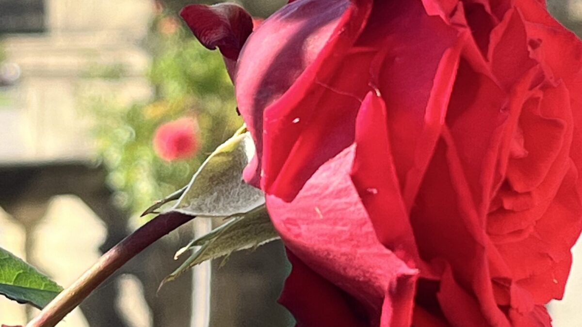 frühe prägungen transformieren Beziehungsprobleme lösen inneres Kind in der Paarbeziehung